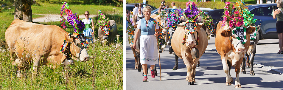 Almabtrieb Ramsau Kallbrunnalm Graßlerlehen 2024 Almabtrieb Ramsau Kallbrunnalm Graßlerlehen 2024