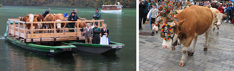 Almabtrieb Königssee 06 Oktober 2017 Almabtrieb Königssee 06 Oktober 2017