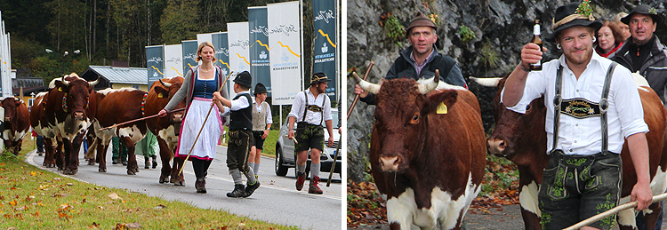 Almabtrieb Königssee 09 Oktober 2017 Almabtrieb Königssee 09 Oktober 2017