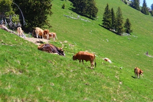 Almweide Milchkühe Almweide Milchkühe