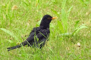 Amsel Amsel