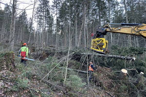 Aufräumarbeiten nach Windwürfen im Nationalpark Aufräumarbeiten nach Windwürfen im Nationalpark