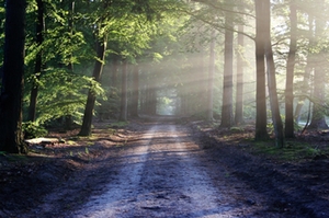 Wald