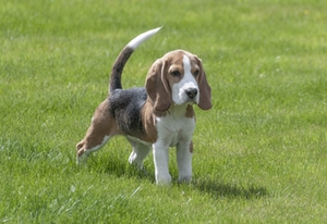 Beagle Beagle