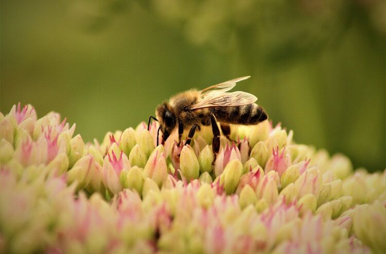 Bee 9500879 1280