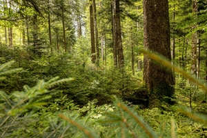 Bergwald Schutzwald Bergwald Schutzwald