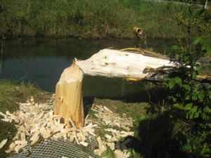 biberschaeden-prien-hoetzelsperger biberschaeden-prien-hoetzelsperger