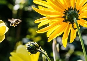 biene_natur biene_natur