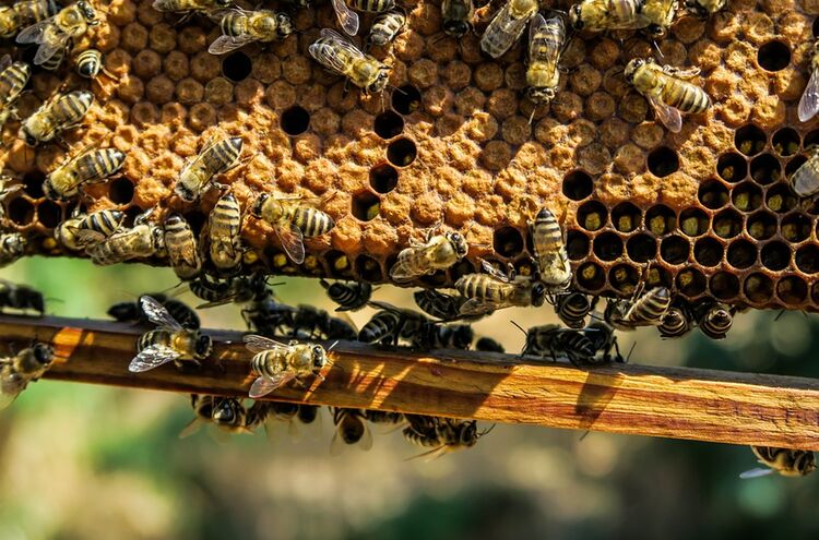 Bienenstock