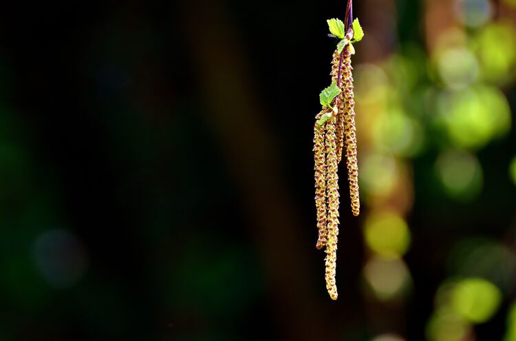 Birkenpollen