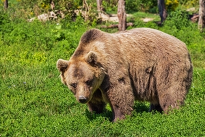 Braunbär Braunbär