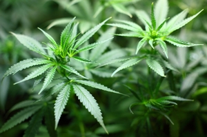 Cannabispflanze Cannabispflanze