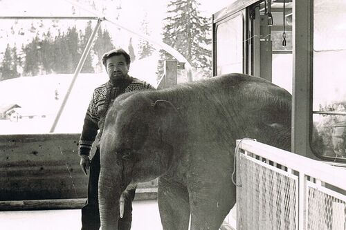 Elefant