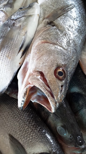 fische-tot fische-tot