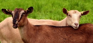 Ziege Ziege