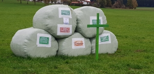 Grüne Kreuze Grüne Kreuze