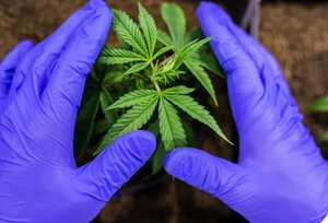 Cannabis Cannabis