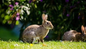 hase.jpg hase.jpg