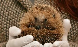 Igel Hilfe Symbolbild Igel Hilfe Symbolbild