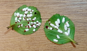 Hortensienwollschildlaus Hortensienwollschildlaus