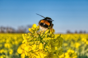 Hummel Hummel