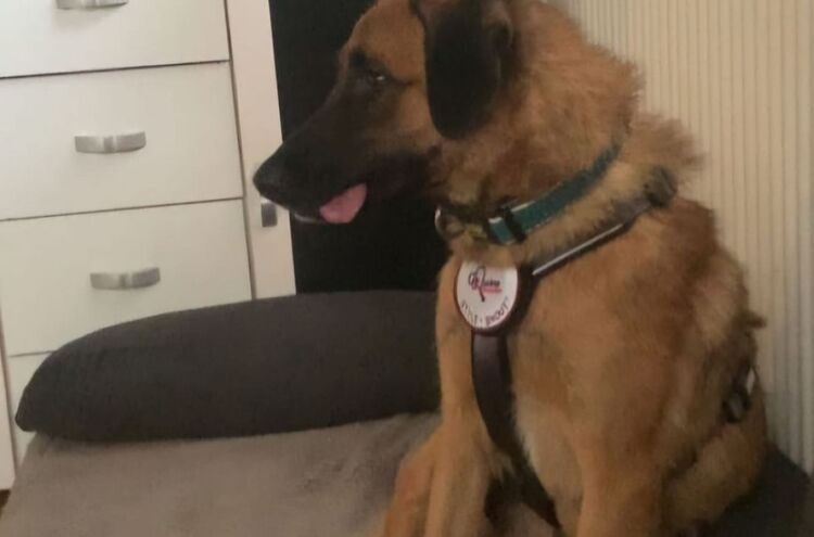 Hund 9