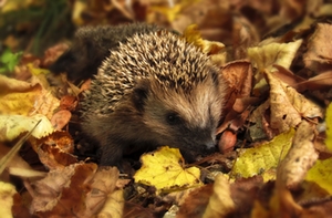 Igel Igel