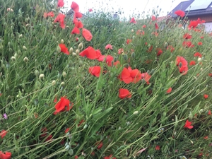 Mohn-Blume Mohn-Blume
