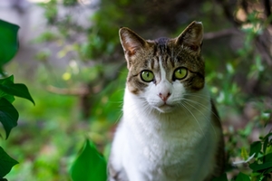 Katze Katze