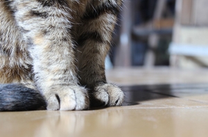 Katze Katze