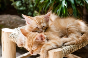 Katzenbabys Katzenbabys