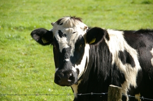 kuh_wiese kuh_wiese