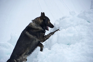 Lawinenhund Lawinenhund