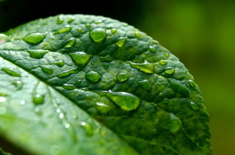 Leaf 7260246 1280