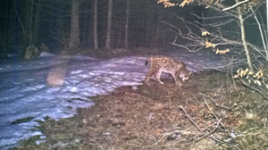 luchs-landesamt-fuer-umwelt luchs-landesamt-fuer-umwelt