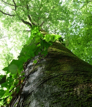 Matuluswald Baum Matuluswald Baum