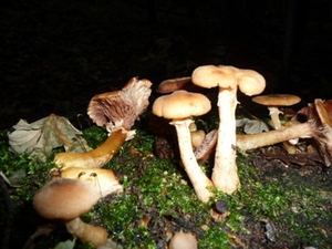 pilze-symbolbild pilze-symbolbild
