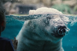 Eisbär Eisbär
