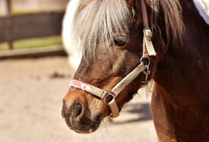 Pony Pony