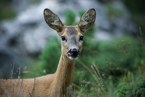 Rehwild Rehwild