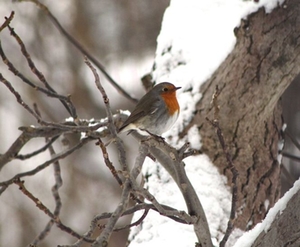 Rotkehlchen Wintervögel Rotkehlchen Wintervögel
