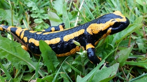 Feuersalamander Feuersalamander