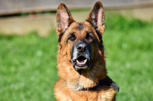 Schäferhund Schäferhund
