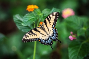 Schmetterling Schmetterling
