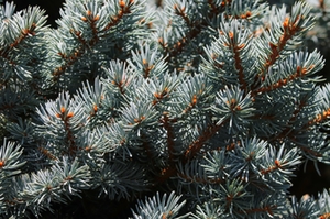 Tannenbaum Tannenbaum