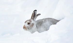 Der ALpenschneehase Der ALpenschneehase