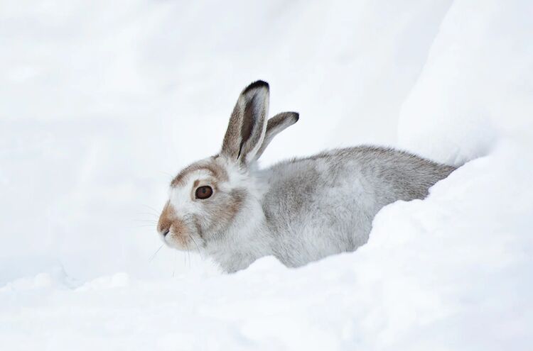 Tier Des Jahres Alpenschneehase Rolfundgiger