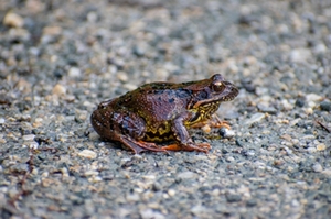 Frosch Symbolbild Frosch Symbolbild