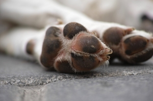 Toter Hund Toter Hund
