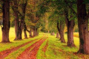 Symbolbild Waldweg Symbolbild Waldweg